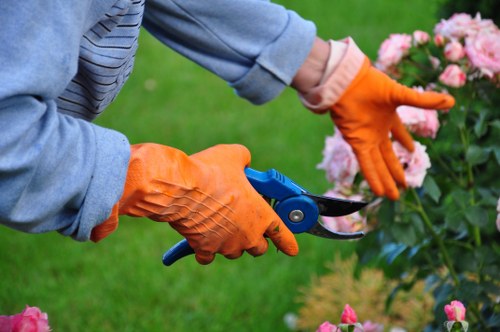 Commercial hedge cutting for a Cranford business frontage